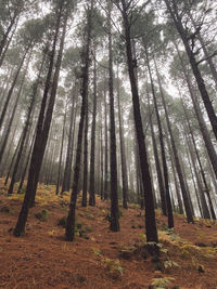 View of trees in forest