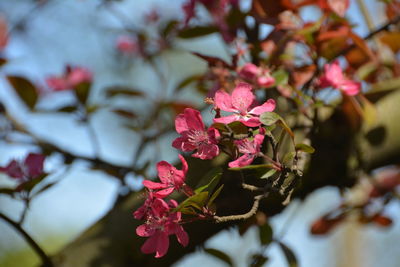 Close-up of pink flowers