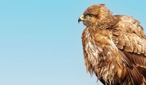 Low angle view of eagle against clear sky