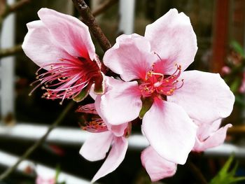 Close-up of pink flowers blooming outdoors