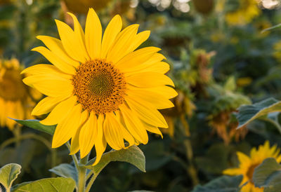 Close-up of sunflower blooming on field