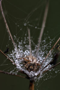 Close-up of spider on web