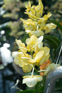 Close-up of yellow flower blooming