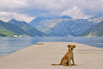 View on the red tile roofs of the old town of kotor