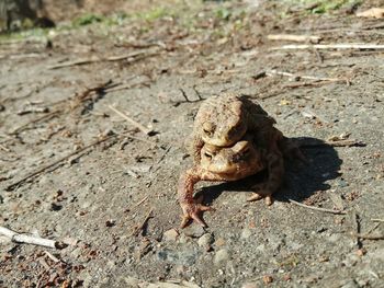 High angle view of frog on field