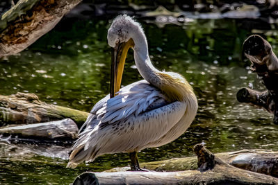 Close-up of pelican in lake