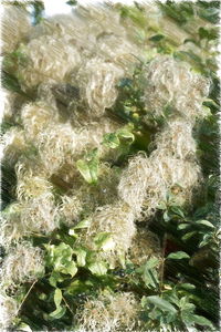 Close-up high angle view of leaves