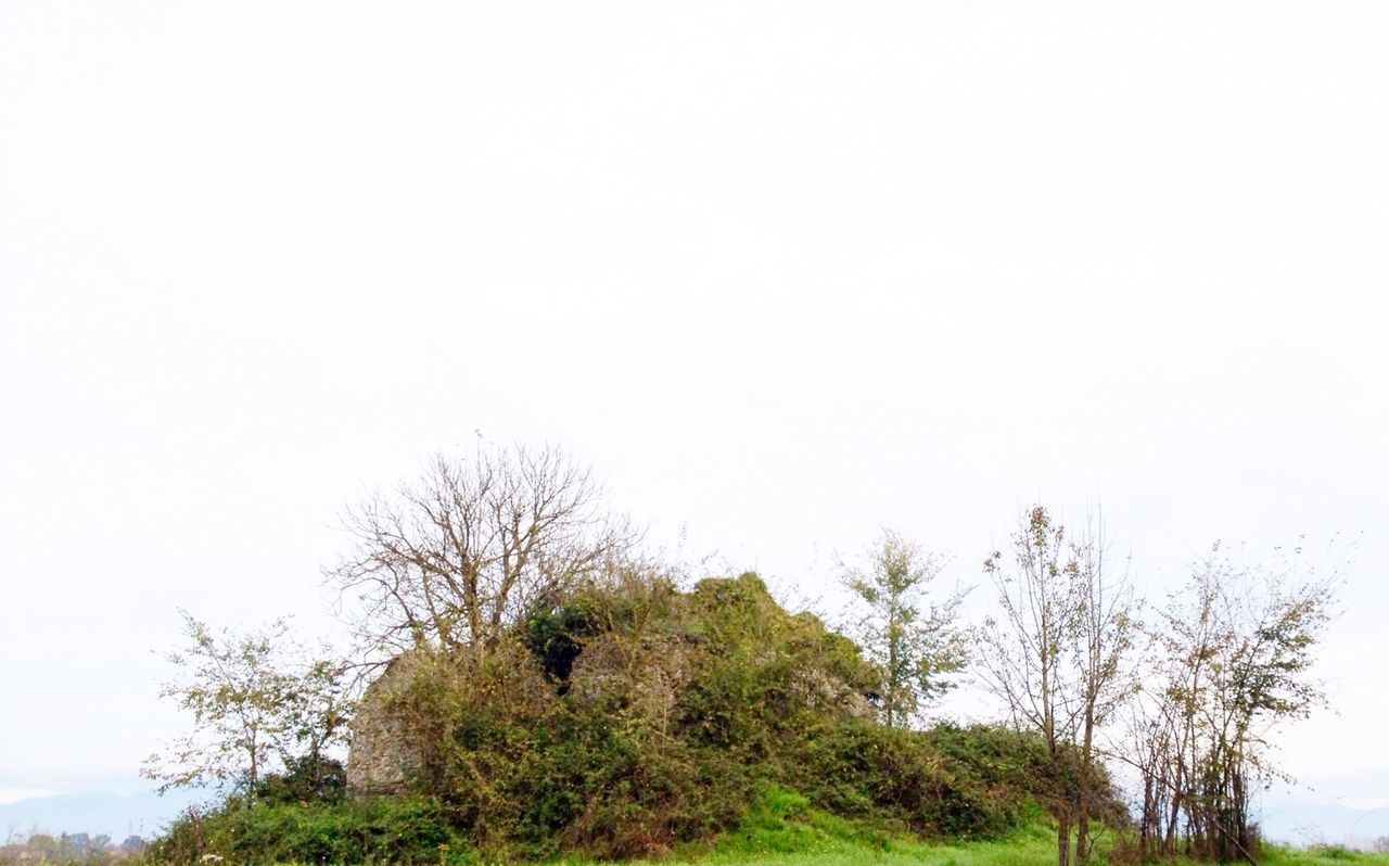 clear sky, tree, copy space, tranquility, tranquil scene, low angle view, nature, beauty in nature, scenics, growth, branch, landscape, non-urban scene, day, sky, outdoors, no people, non urban scene, idyllic, bare tree