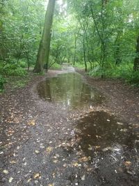 Scenic view of forest