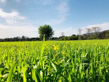 Scenic view of agricultural field against sky