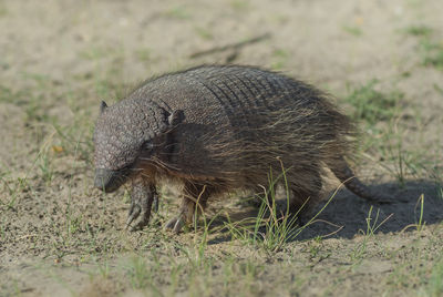 Close-up of rabbit on field