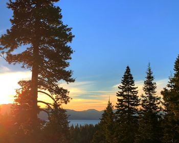 Pine trees in forest against sky during sunset