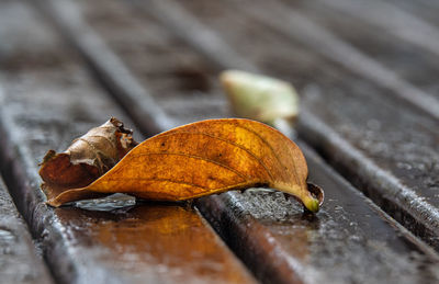 Close-up of dry leaf on table