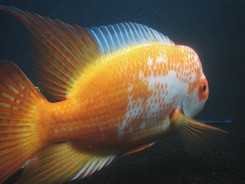 Close-up of fish swimming in sea