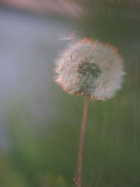 Close-up of dandelion on plant