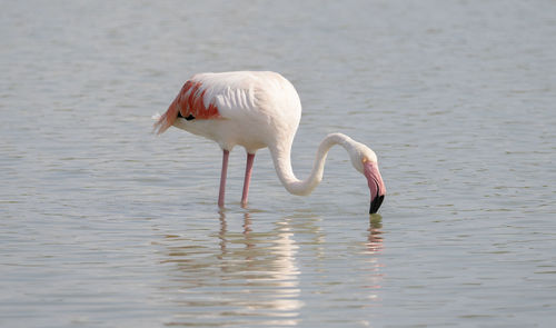 View of duck in lake