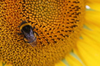 Close-up of bee pollinating on flower