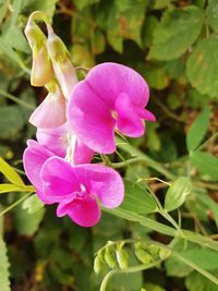 Close-up of pink flowering plant