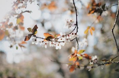 Close-up of flowers on branch