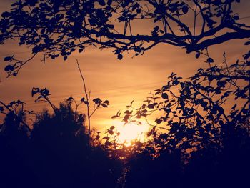 Low angle view of silhouette trees against sky during sunset