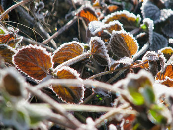 Close-up of frozen plant during winter