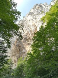 Low angle view of rock formation amidst trees in forest