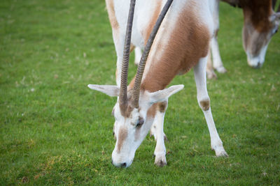 Close-up of horse grazing on field