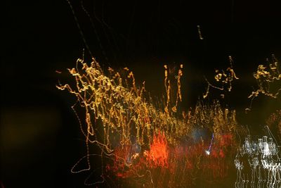 View of trees at night