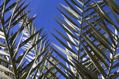 Low angle view of palm tree against blue sky