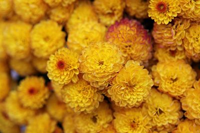 Close-up of yellow flowers in market