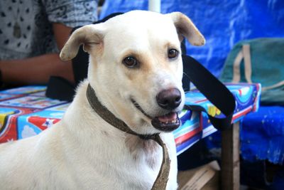 Close-up portrait of dog