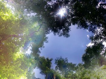 Low angle view of trees against sky