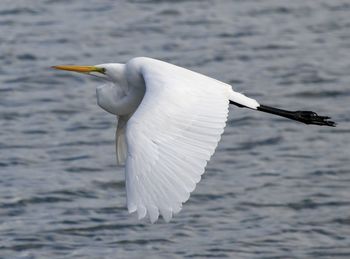 Close-up of white bird flying over sea