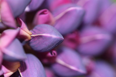 Close-up of pink orchid