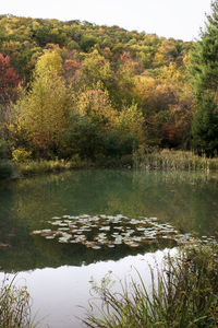 Scenic view of lake in forest