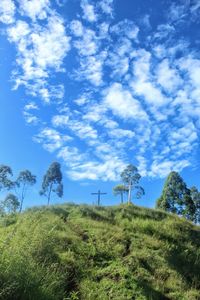 Low angle view of trees on field against sky