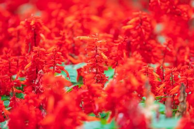 Full frame shot of red flowering plant