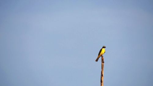Low angle view of bird perched on blue sky