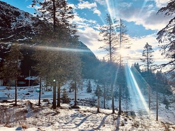 Sunlight streaming through trees on snow covered land