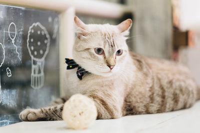 Close-up of cat lying on table