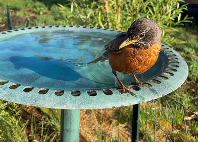 High angle view of bird perching on land