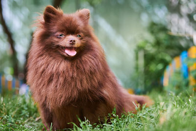 Pomeranian spitz dog in garden. cute brown pomeranian puppy. spitz pom dog, green grass background