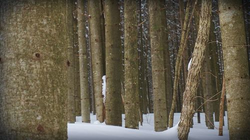 Trees on snow covered landscape