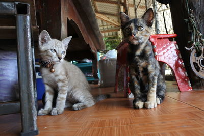 Portrait of cats sitting on hardwood floor