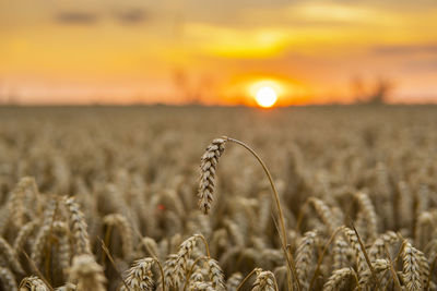 Close-up of wheat growing on field during sunset