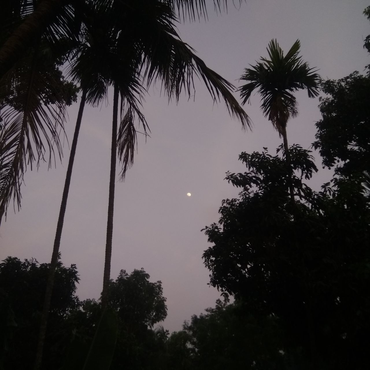 tree, plant, sky, palm tree, tropical climate, silhouette, nature, beauty in nature, tranquility, growth, no people, scenics - nature, low angle view, night, moon, outdoors, darkness, tranquil scene, dusk, coconut palm tree, tropical tree, idyllic, land, branch, leaf, morning, tree trunk