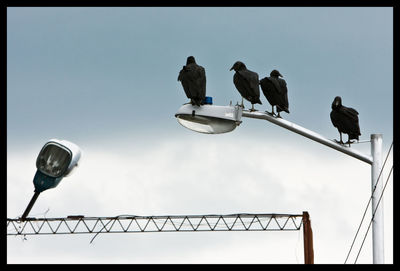 Low angle view of birds perching against sky