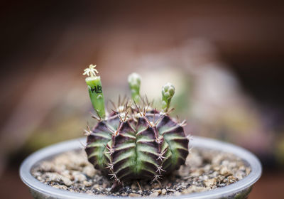 Close-up of small cactus plant in pot