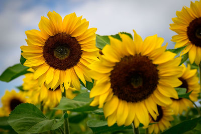 Close-up of sunflower