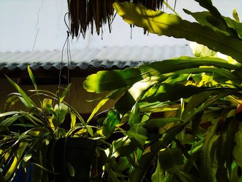 Close-up of fresh green leaves against sky